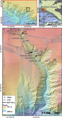 Spatial and temporal environmental heterogeneity induced by internal tides influences faunal patterns on vertical walls within a submarine canyon